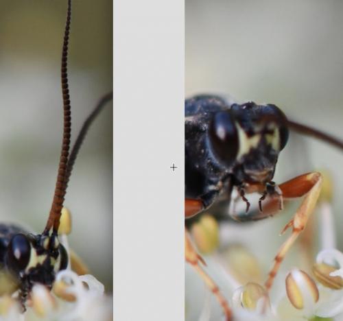 Réf. 265 027 : Ctenichneumon panzeri